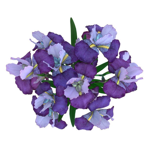 Μπλε λουλούδι ίριδας που απομονώνεται σε λευκό φόντο - Φωτογραφία, εικόνα