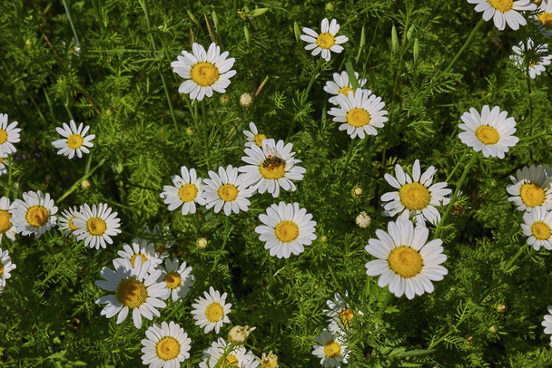 Anthemis arvensis flores brancas e amarelas - Foto, Imagem