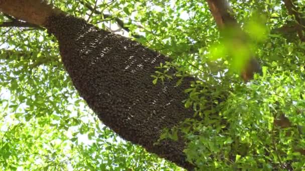 large beehive with many bees on the tree in nature. - Footage, Video
