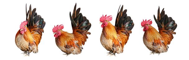 kogut kurczaka izolowane na biały, kogut, kura - Zdjęcie, obraz