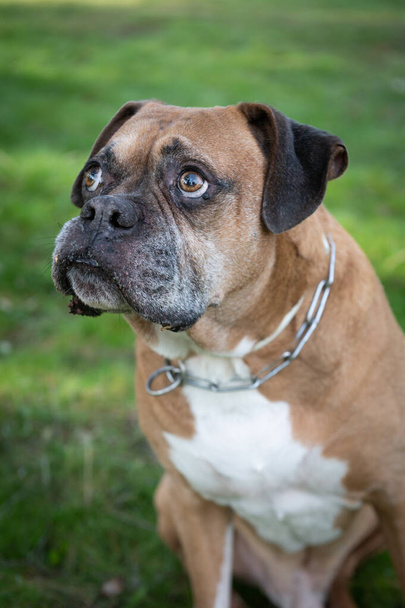 Porträt eines entzückenden alten Boxerhundes, der seinen Besitzer bei einem Spaziergang im Wald ansieht.. - Foto, Bild