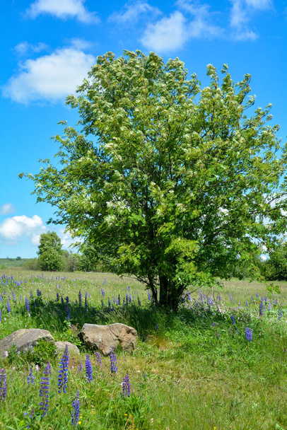 Велике дерево на лузі з пурпуровими люпінами у високому Рен (Німеччина) з блакитним небом. - Фото, зображення