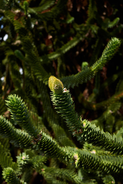 Maymun yapboz ağacının görüntüsü - Fotoğraf, Görsel