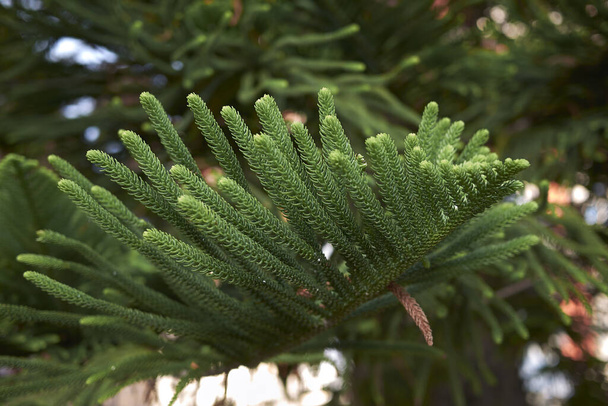  View of Araucaria heterophylla branch - Photo, Image