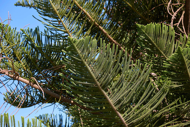  View of Araucaria heterophylla branch - Photo, Image