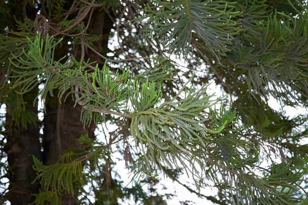 Araucaria heterophylla tree in Palermo  - Photo, Image