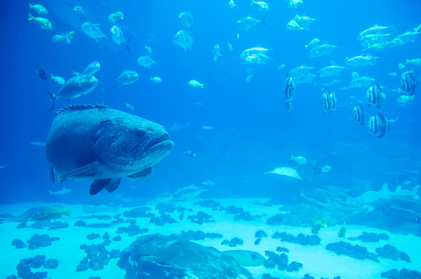 peixe garoupa gigante olhando para o mergulhador
 - Foto, Imagem