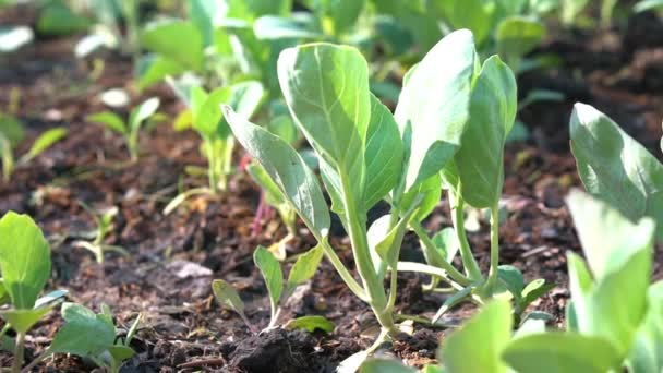 Close-up van Kale in aanplantplaatsen biologisch en wachtend om te worden geoogst door boeren. - Video