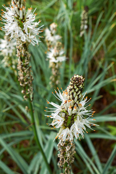 inflorescence de la plante asphodel blanche - Photo, image