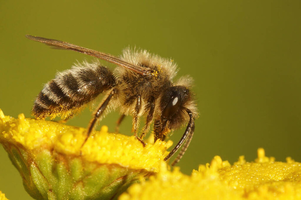 Fechar-se de uma abelha macho de mineração de chocolate, Andrena scotica em Tanacetum vulgare - Foto, Imagem