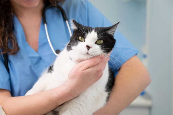 Primer plano de médico veterinario femenino sosteniendo un lindo gato blanco en las manos en la clínica veterinaria. - Foto, Imagen