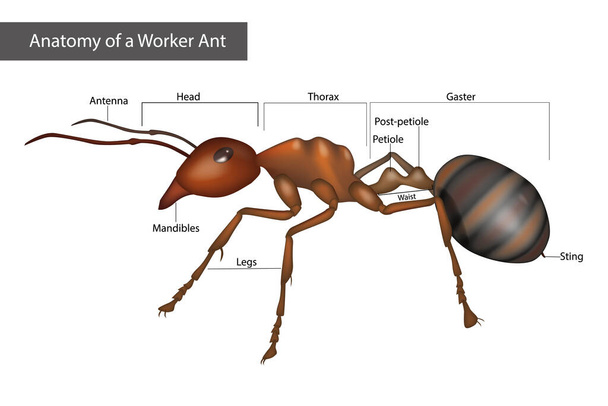Externí anatomie dělnického mravence. Struktura těla - Vektor, obrázek