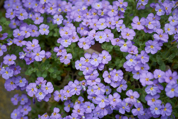オブリエタ・デルトアイデア紫の花 - 写真・画像