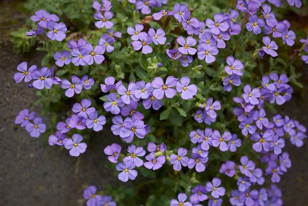 オブリエタ・デルトアイデア紫の花 - 写真・画像