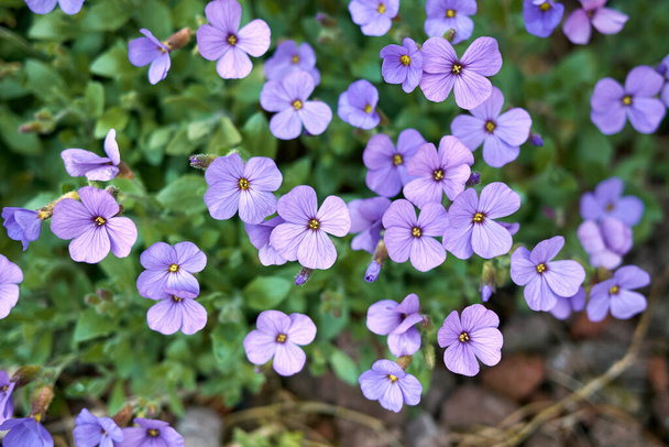 Aubrieta deltoidea with purple and blue flowers - Photo, Image