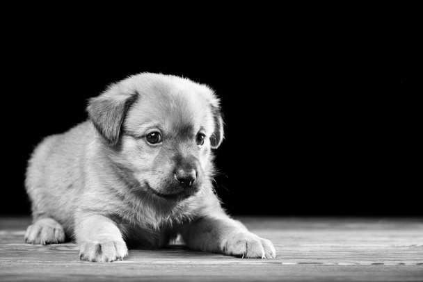 Симпатичный щенок на деревянном столе. Фото студии на черном фоне. Горизонтально обрамленный снимок. - Фото, изображение