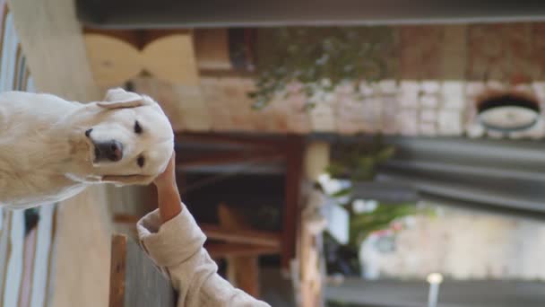 Tiro vertical de la mano de la propietaria acariciando hermoso perro golden retriever en casa - Metraje, vídeo