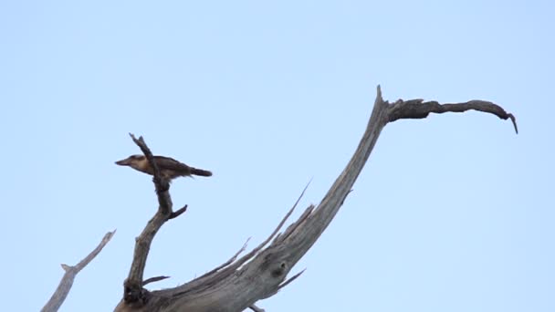 Kookaburra που φέρουν μακριά από ένα δέντρο σε αργή κίνηση - Πλάνα, βίντεο