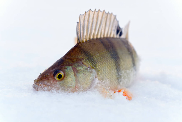 Kışın buzun üstünde levrek balığı. kış balıkçılığı, - Fotoğraf, Görsel