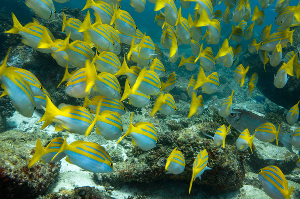 Escola de peixes tropicais amarelos Bengala Snapper (Lutjanus bengalensis), Seychelles - Foto, Imagem