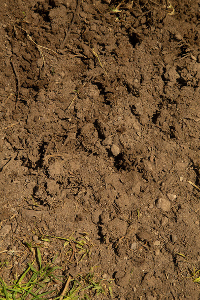 detail of wet garden soil as texture - Photo, Image