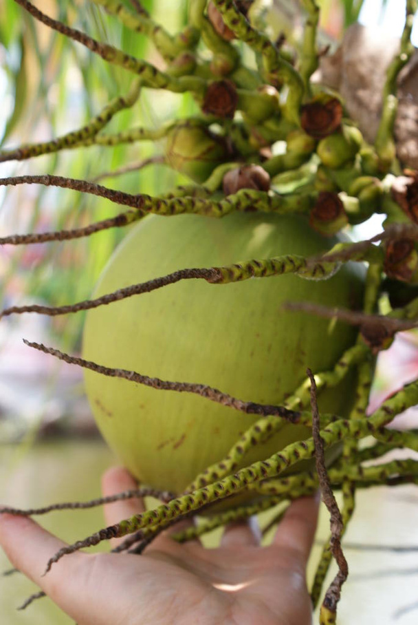 peaux de noix de coco dans le feuillage de palmier - Photo, image