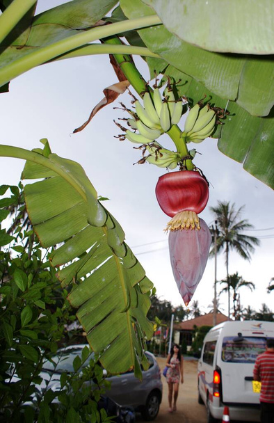 banaanit laulavat oksilla - Valokuva, kuva