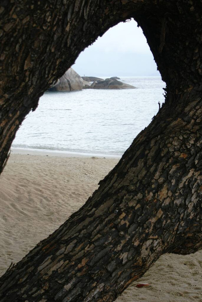 alter Baum am Strand an einem bewölkten Tag - Foto, Bild