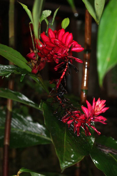fleur rouge sous la pluie dans la jungle - Photo, image