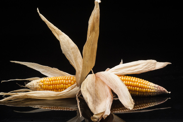 Twin corn of the cobs, still life, studio shot,  black backgroun - Фото, изображение