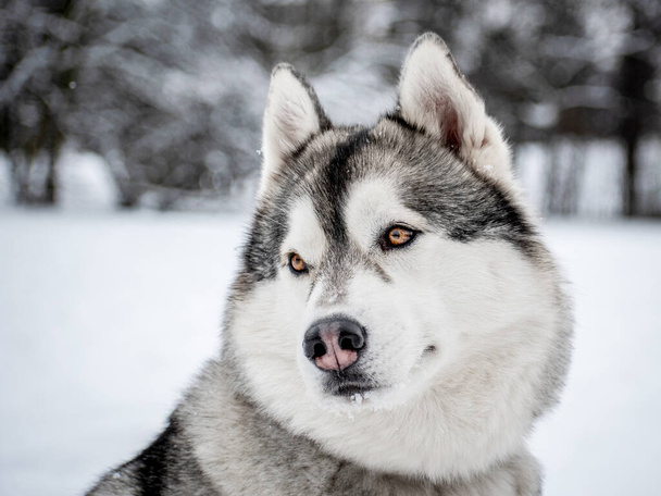 Snowy head of a Siberian Husky, close-up portrait in a frozen valley - Photo, Image