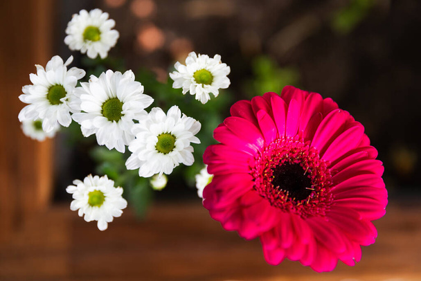 Pink Barberton Daisy Gerbera with White Marguerite Daisy in a Flower Pot - Photo, Image