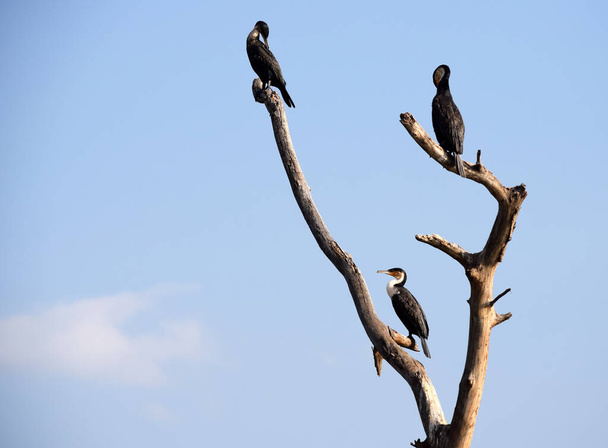 Cormoranes en las ramas de un árbol seco en el lago Naivashas en Kenia - Foto, Imagen