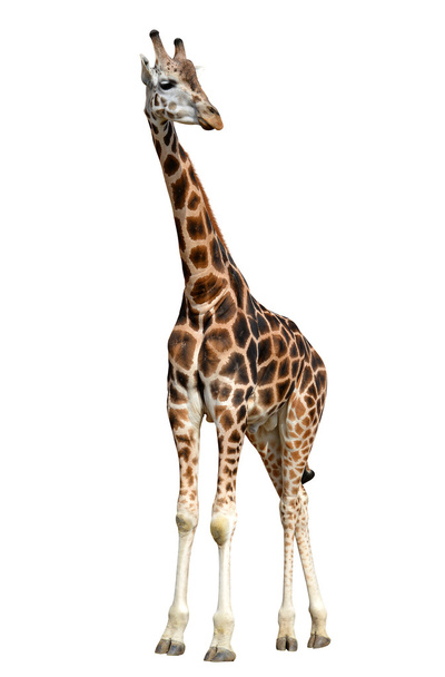 Giraffe - Foto, Bild