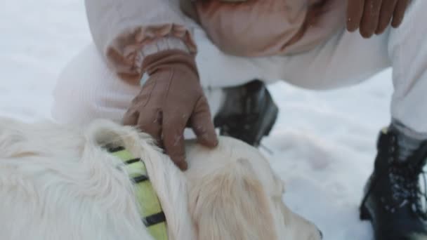 close-up handheld camera shot van schattige golden retriever hond liggend op sneeuw, kauwen hout stok en wordt geaaid door liefdevolle vrouwelijke eigenaar tijdens wandeling op winterdag - Video
