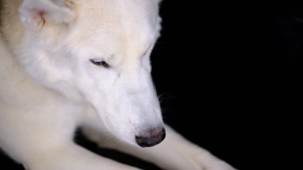 Primer plano de los pies de perro husky, concepto de cuidado del perro - Metraje, vídeo