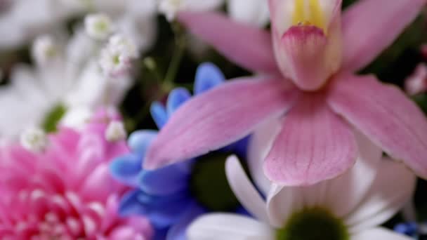 Jasná, svěží kytice pestrobarevných chryzantémů, orchidejí, sedmikrásek. Přiblížení - Záběry, video