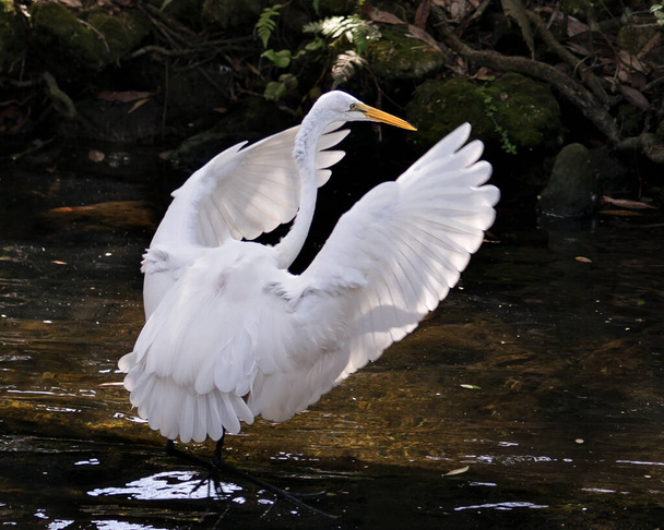 Great White Egret close-up profile view in the water with spread wings with a moss rock background in its environment and habitat. Image. Picture. Portrait. Great White Egret Photo. - Zdjęcie, obraz