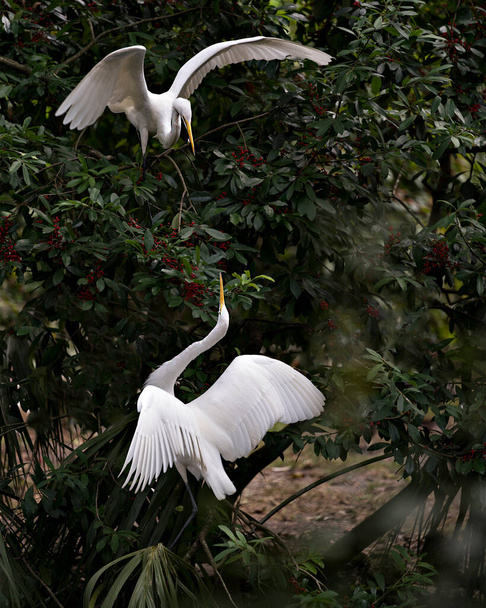 Grote White Egret paar neergestreken op een rode fruitboom en interactie hofmakerij tonen hun witte veren verenkleed, hoofden, snavels, ogen, met een gebladerte achtergrond in hun omgeving en habitat. Afbeelding. Afbeelding. Portret. Grote witte zilverreiger  - Foto, afbeelding