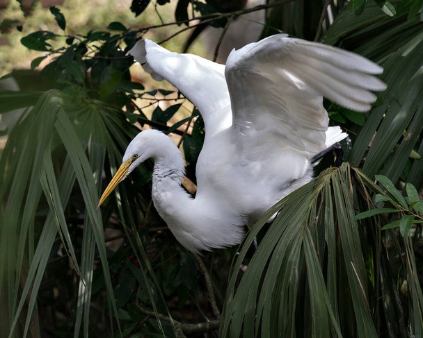 Great White Egret lähikuva profiilinäkymä kyydissä oksalla sumea tausta näyttää leviää siivet, valkoiset höyhenet plumage sen ympäristössä ja elinympäristössä. Kuva. Kuvassa. Muotokuva. Suuri valkoinen haikara valokuva. - Valokuva, kuva