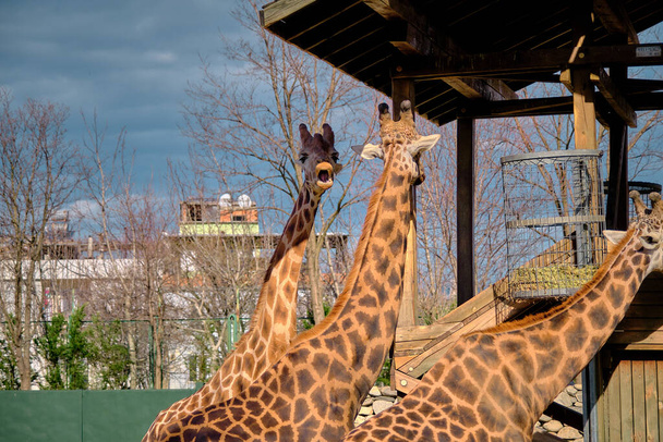 Zsiráfok az állatkertben. A zsiráfok szárított és szárított füvet esznek.. - Fotó, kép