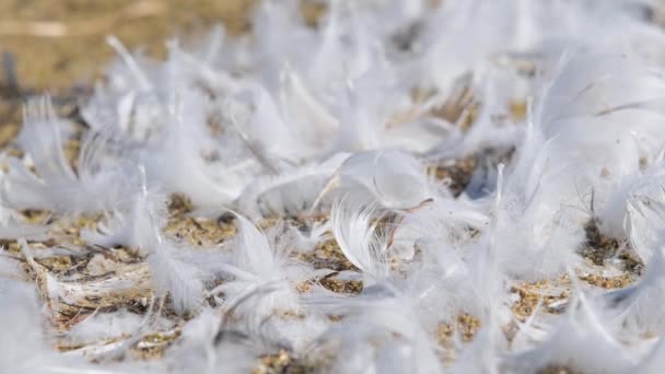 Many white feathers lying on the sandy shore.  - Footage, Video