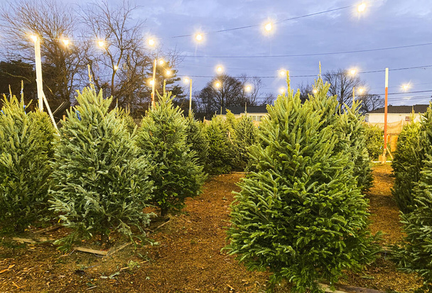 Weihnachtsbäume zum Verkauf auf einer Weihnachtsbaumfarm neben einer Autobahn mit eingeschaltetem Licht in der Dämmerung. - Foto, Bild