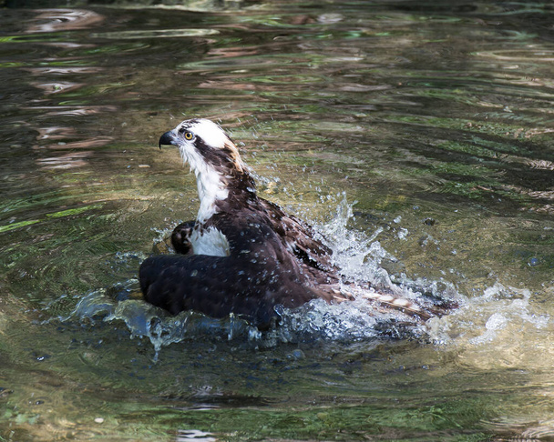 Widok profilu zbliżeniowego Osprey biorąc kąpiel z rozpostartymi skrzydłami w swoim środowisku i środowisku. Obraz. Zdjęcie. Portret. Zdjęcie zapasowe Osprey. - Zdjęcie, obraz