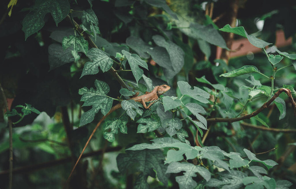 Gekko sentado en hojas dentro de su hábitat natural - Foto, imagen