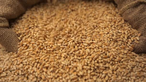 Зерна пшеницы медленно движутся - Кадры, видео