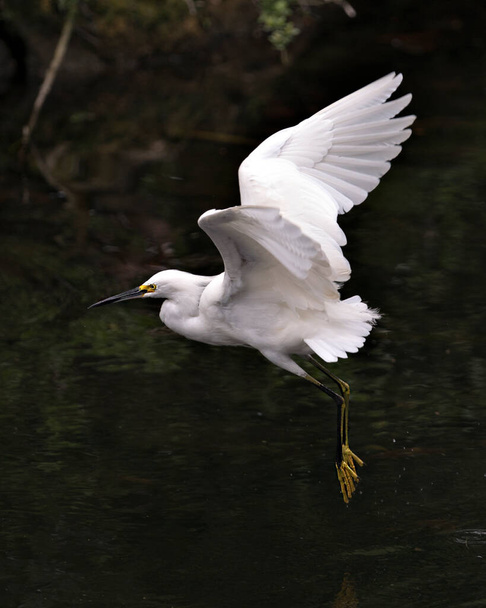 Snowy Egret close-up προβολή προφίλ που φέρουν πάνω από το νερό και εμφανίζει εξάπλωση αγγέλου λευκά φτερά, το κεφάλι, ράμφος, μάτι, αφράτο φτέρωμα, κίτρινα πόδια στο περιβάλλον και το περιβάλλον του. Εικόνα. Φωτογραφία. Πορτρέτο. Χιονισμένο egret Στοκ Φωτογραφία. - Φωτογραφία, εικόνα