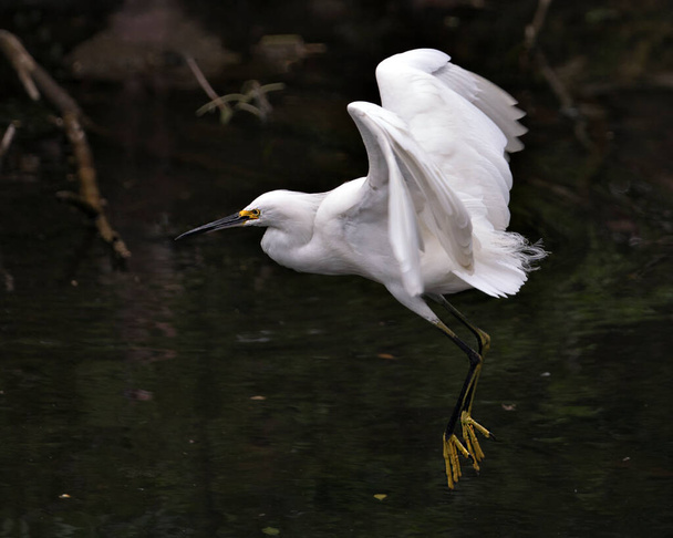 Snowy Egret zbliżenie profil widok latający nad wodą i wyświetlanie rozłożone anioł białe skrzydła, głowa, dziób, oko, puszyste upierzenie, żółte stopy w środowisku i siedlisku. Obraz. Zdjęcie. Portret. Snowy Egret Darmowe zdjęcie. - Zdjęcie, obraz