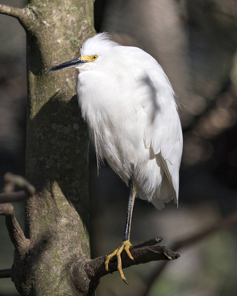 Snowy Egret close up profile view perched on branch displaying white feathers plumage, fluffy plumage, head, beak, eye, feet in its environment and habitat. Image. Picture. Portrait. Snowy Egret Stock Photo.  - Φωτογραφία, εικόνα