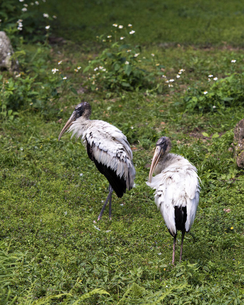 Wood stork bird couple close-up profile view displaying white and black fluffy feathers plumage, head, eye, beak, long neck, in its environment and habitat with a grass and foliage background.  Image. Picture. Portrait. Wood Stork Stock Photo. - Photo, Image